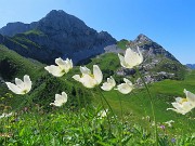 07 Pulsatilla alpina piegata dal vento con vista in Corna Piana